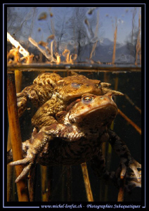 Toads having.............. a good time... :O)... by Michel Lonfat 